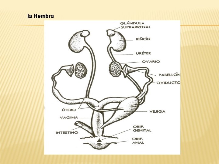 la Hembra 