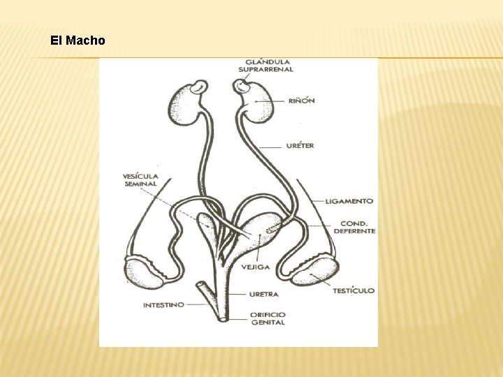 El Macho 