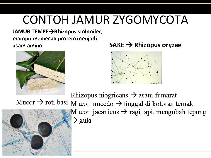 CONTOH JAMUR ZYGOMYCOTA JAMUR TEMPE Rhizopus stolonifer, mampu memecah protein menjadi asam amino SAKE