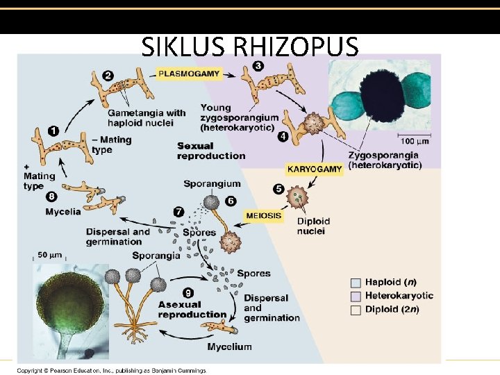SIKLUS RHIZOPUS 