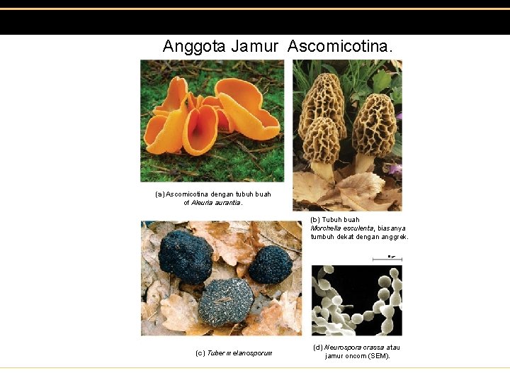 Anggota Jamur Ascomicotina. (a) Ascomicotina dengan tubuh buah of Aleuria aurantia. (b) Tubuh buah