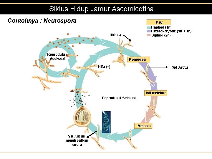 Siklus Hidup Jamur Ascomicotina Contohnya : Neurospora Key Haploid (1 n) Heterokaryotic (1 n
