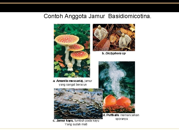 Contoh Anggota Jamur Basidiomicotina. b. Dictyphora sp a. Amanita muscaria), jamur yang sangat beracun