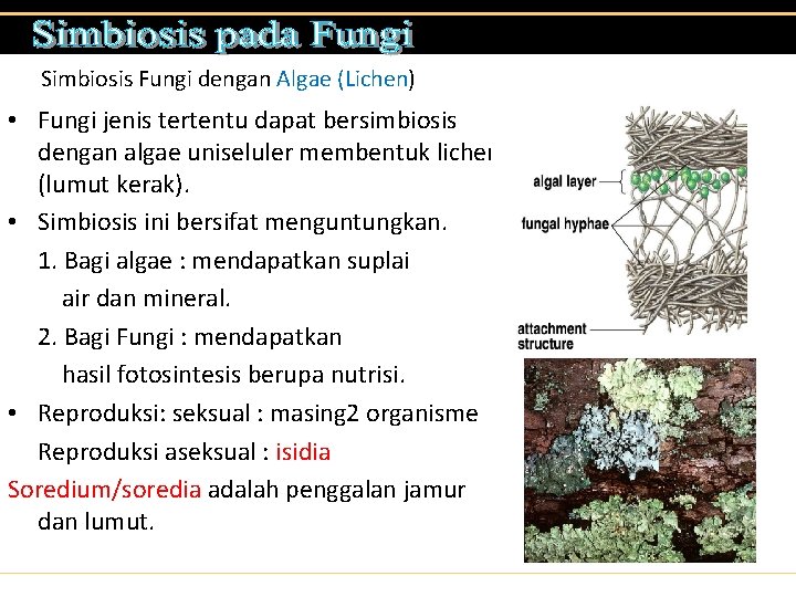 Simbiosis Fungi dengan Algae (Lichen) • Fungi jenis tertentu dapat bersimbiosis dengan algae uniseluler