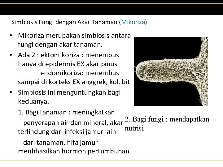 Simbiosis Fungi dengan Akar Tanaman (Mikoriza) • Mikoriza merupakan simbiosis antara fungi dengan akar