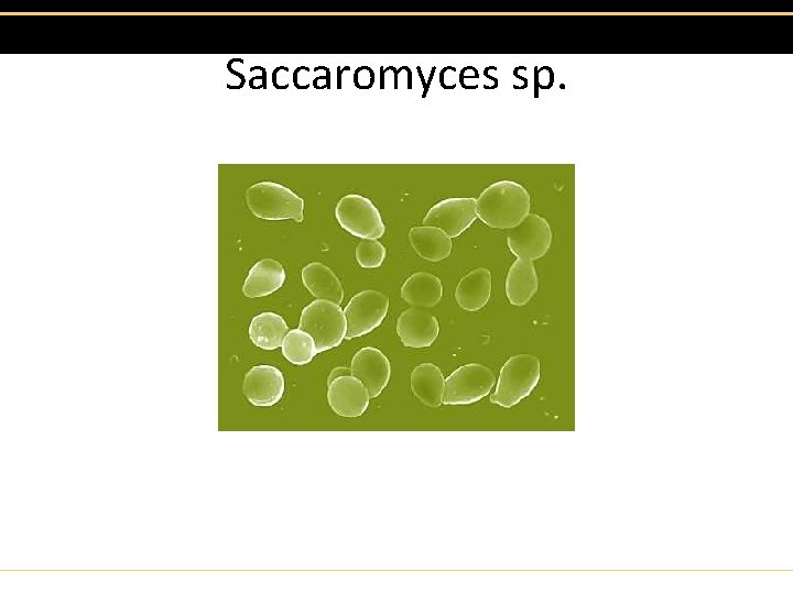 Saccaromyces sp. 