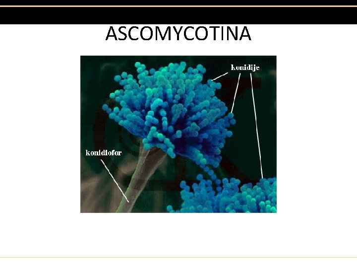 ASCOMYCOTINA 