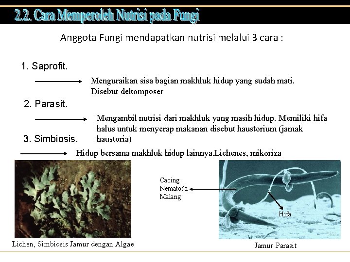 Anggota Fungi mendapatkan nutrisi melalui 3 cara : 1. Saprofit. Menguraikan sisa bagian makhluk