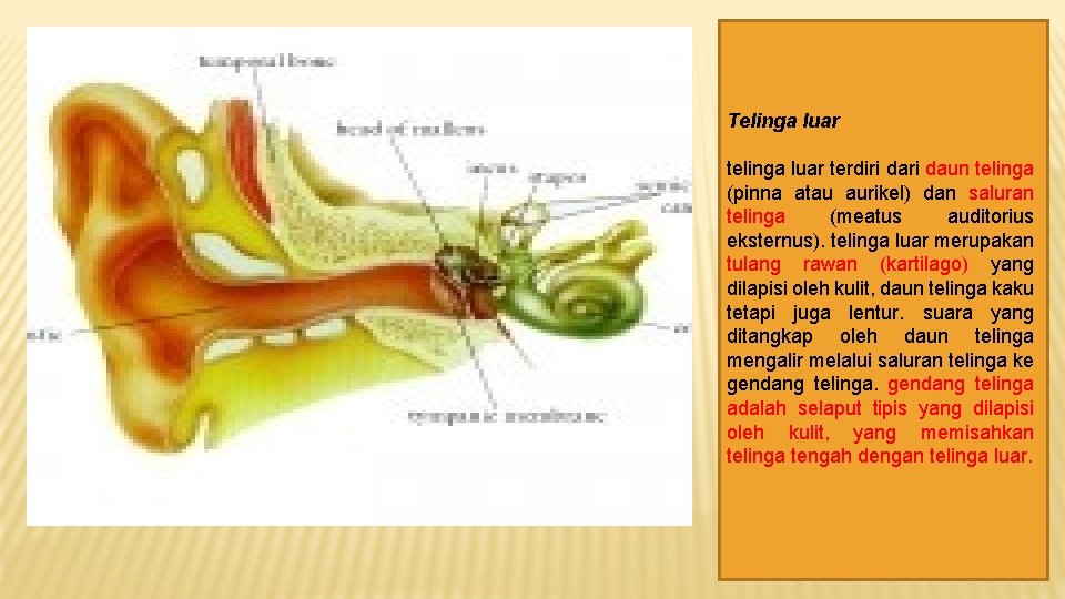 Telinga luar terdiri daun telinga (pinna atau aurikel) dan saluran telinga (meatus auditorius eksternus).