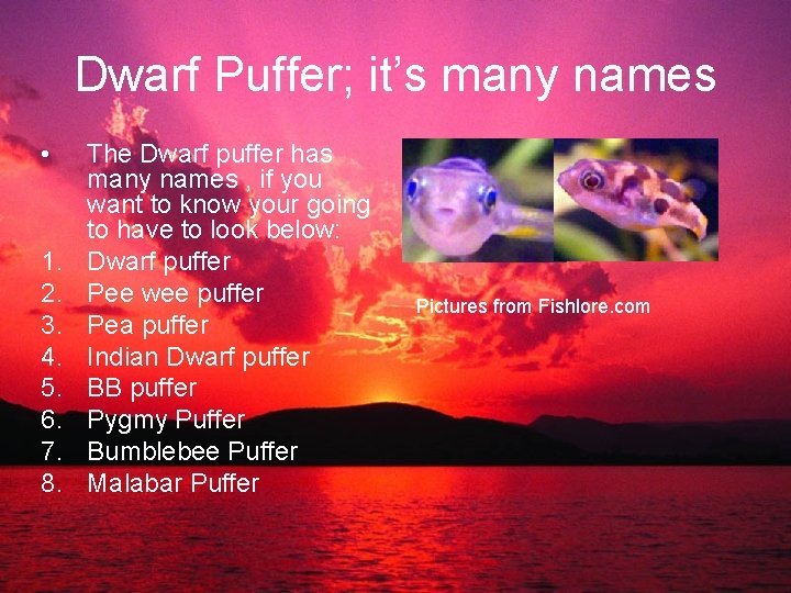 Dwarf Puffer; it’s many names • 1. 2. 3. 4. 5. 6. 7. 8.