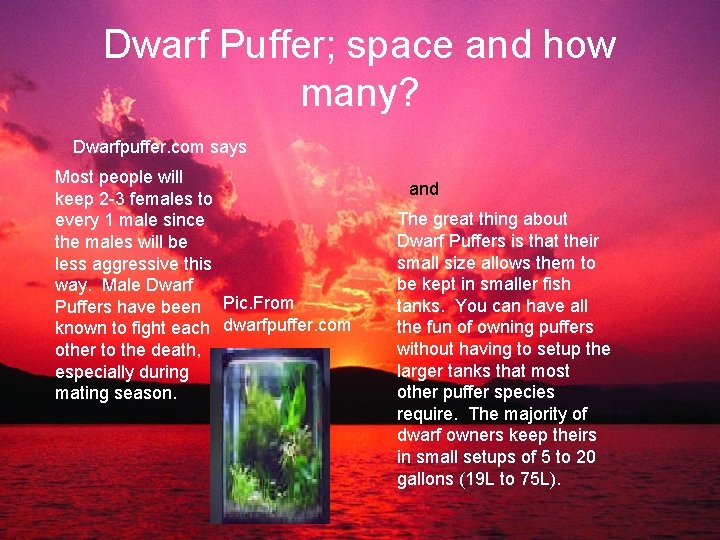 Dwarf Puffer; space and how many? Dwarfpuffer. com says Most people will keep 2