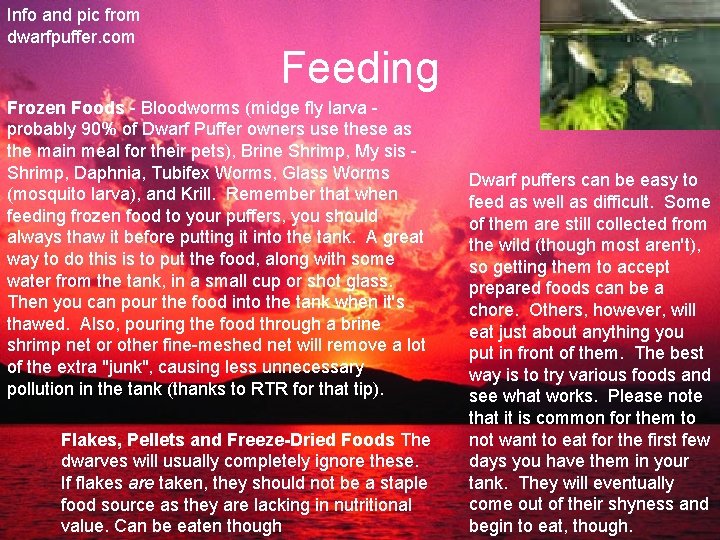 Info and pic from dwarfpuffer. com Feeding Frozen Foods - Bloodworms (midge fly larva