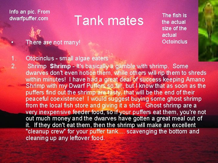 Info an pic. From dwarfpuffer. com Tank mates The fish is the actual size