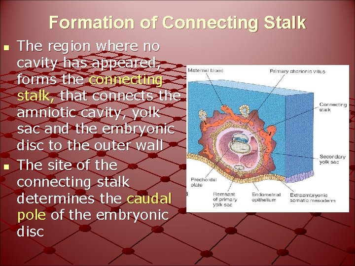 Formation of Connecting Stalk n n The region where no cavity has appeared, forms