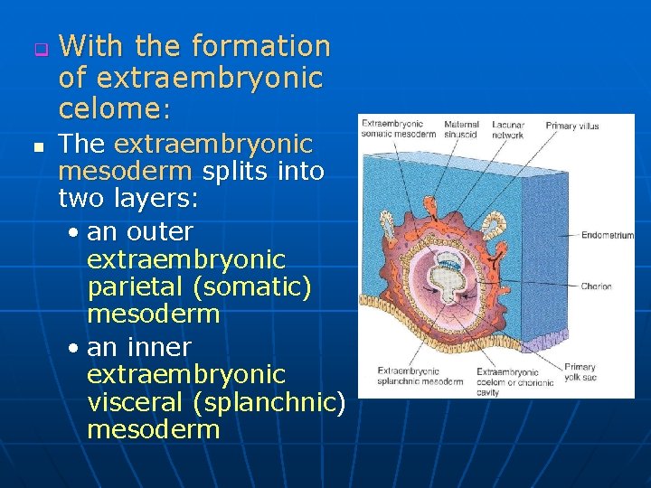 q n With the formation of extraembryonic celome: The extraembryonic mesoderm splits into two