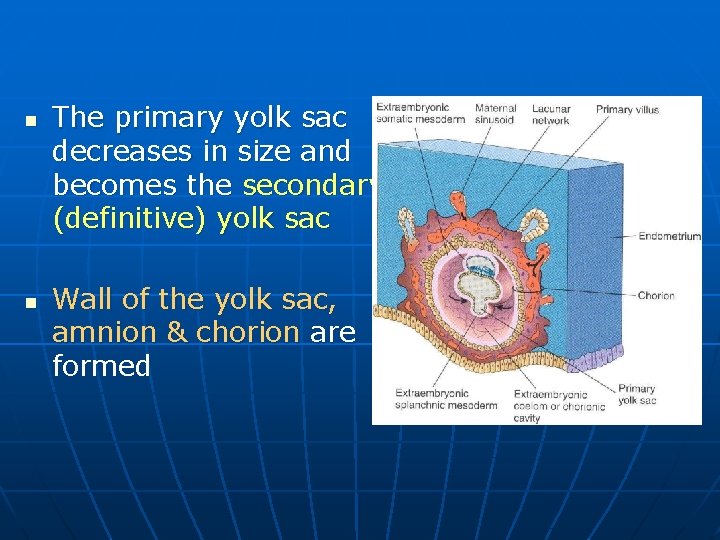 n n The primary yolk sac decreases in size and becomes the secondary (definitive)