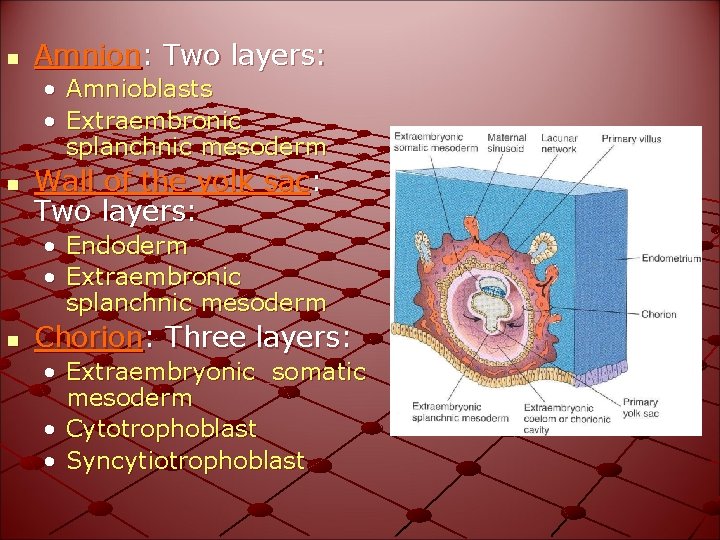 n Amnion: Two layers: • Amnioblasts • Extraembronic splanchnic mesoderm n Wall of the