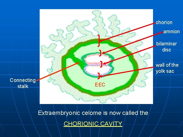 chorion amnion bilaminar disc wall of the yolk sac Connecting stalk EEC Extraembryonic celome