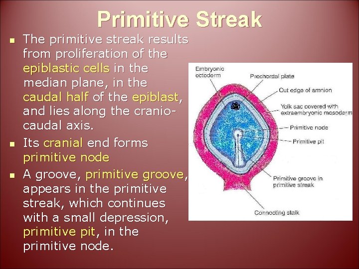 Primitive Streak n n n The primitive streak results from proliferation of the epiblastic