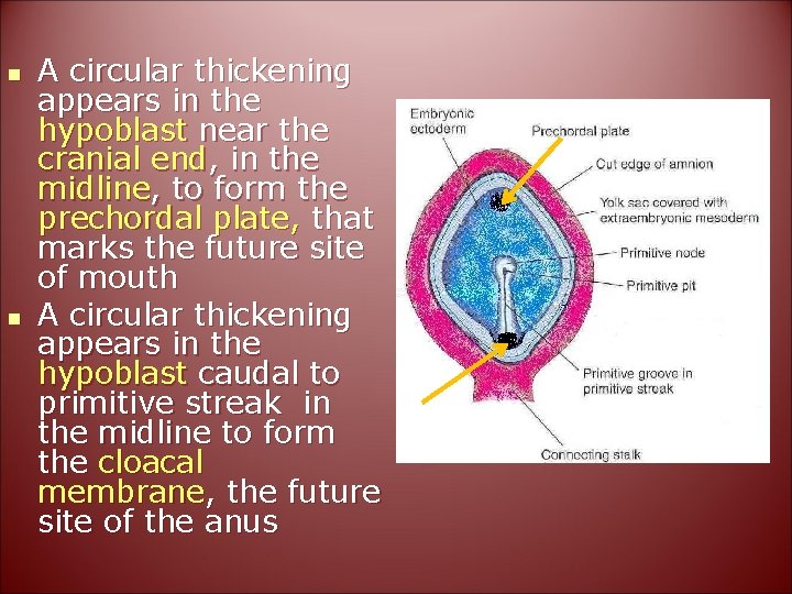n n A circular thickening appears in the hypoblast near the cranial end, in