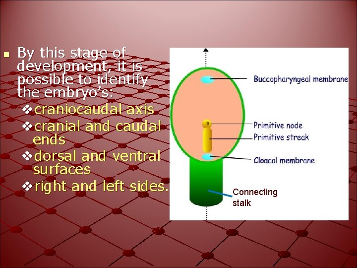 n By this stage of development, it is possible to identify the embryo’s: vcraniocaudal