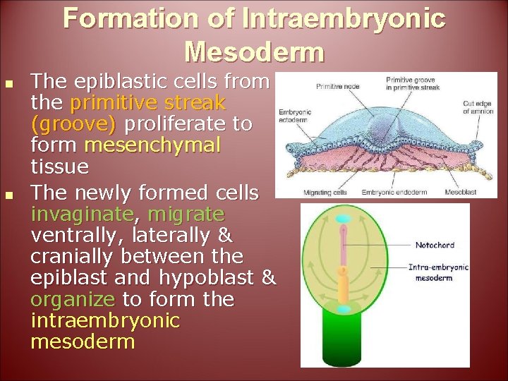 Formation of Intraembryonic Mesoderm n n The epiblastic cells from the primitive streak (groove)