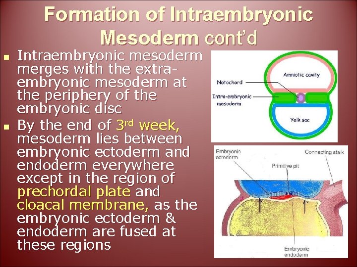 Formation of Intraembryonic Mesoderm cont’d n n Intraembryonic mesoderm merges with the extraembryonic mesoderm