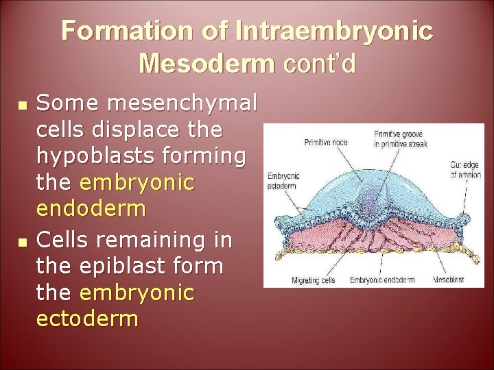 Formation of Intraembryonic Mesoderm cont’d n n Some mesenchymal cells displace the hypoblasts forming