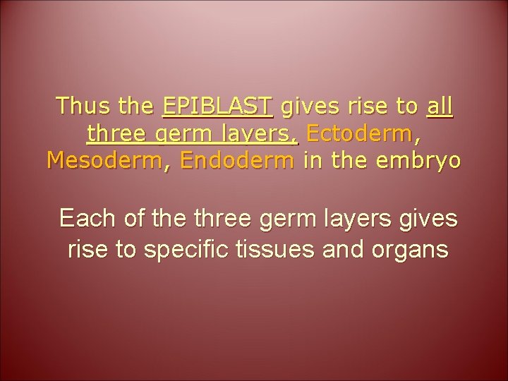 Thus the EPIBLAST gives rise to all three germ layers, Ectoderm, Mesoderm, Endoderm in
