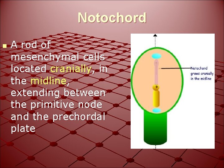 Notochord n A rod of mesenchymal cells located cranially, in the midline, extending between