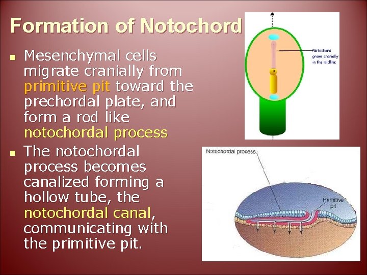 Formation of Notochord n n Mesenchymal cells migrate cranially from primitive pit toward the