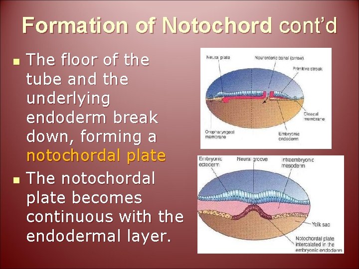 Formation of Notochord cont’d n n The floor of the tube and the underlying