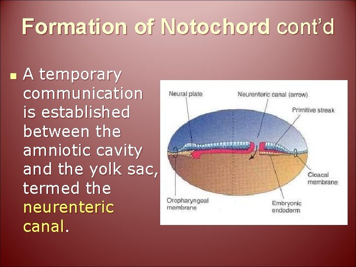 Formation of Notochord cont’d n A temporary communication is established between the amniotic cavity