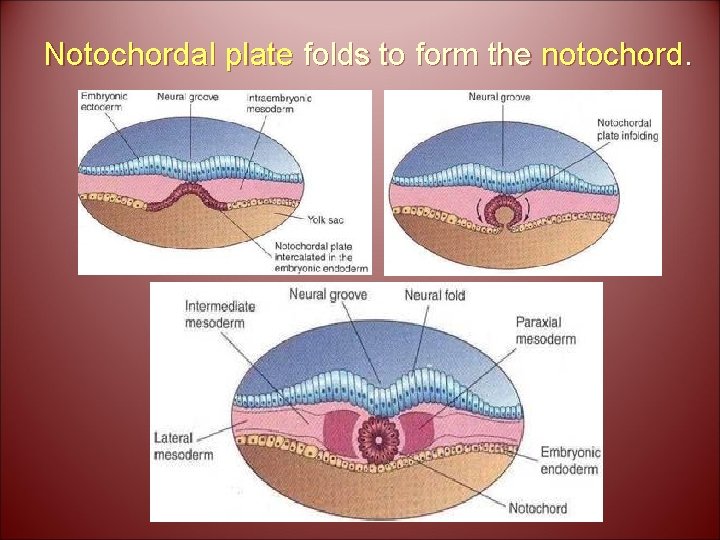 Notochordal plate folds to form the notochord. 