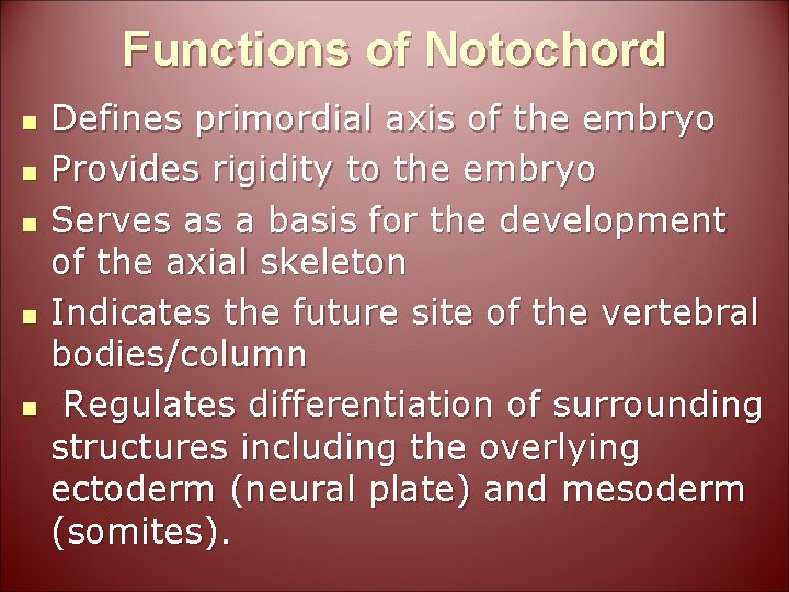 Functions of Notochord n n n Defines primordial axis of the embryo Provides rigidity