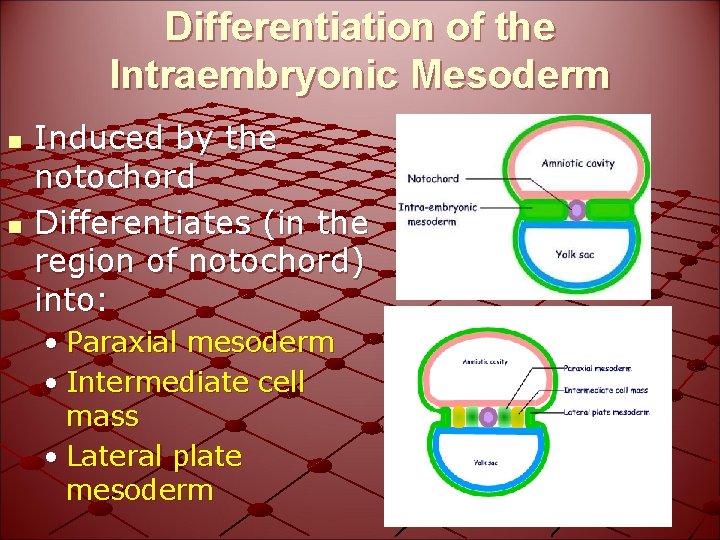 Differentiation of the Intraembryonic Mesoderm n n Induced by the notochord Differentiates (in the