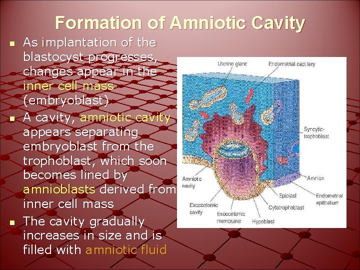 Formation of Amniotic Cavity n n n As implantation of the blastocyst progresses, changes