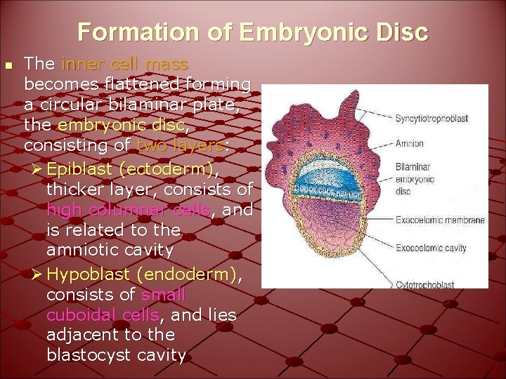 Formation of Embryonic Disc n The inner cell mass becomes flattened forming a circular