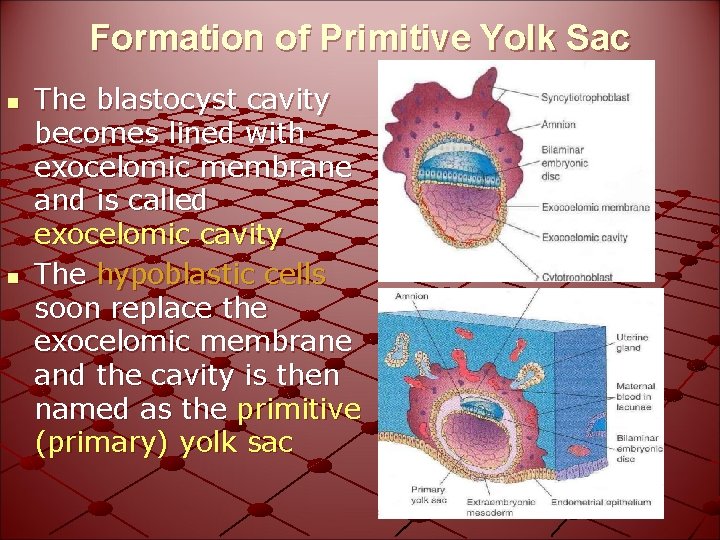 Formation of Primitive Yolk Sac n n The blastocyst cavity becomes lined with exocelomic