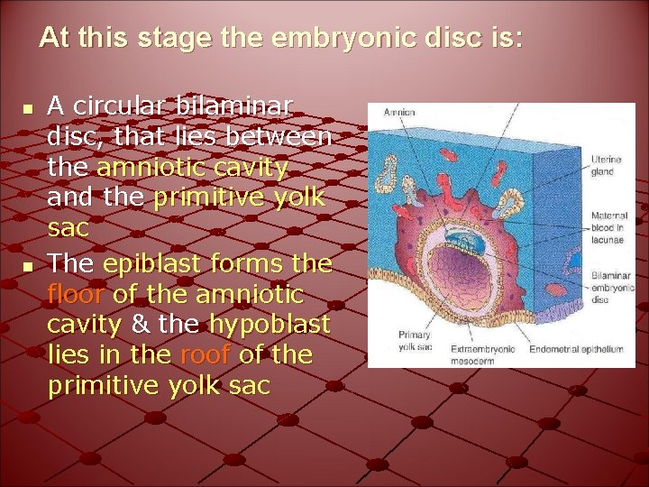 At this stage the embryonic disc is: n n A circular bilaminar disc, that