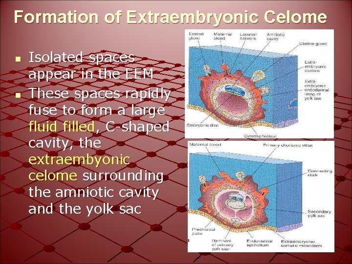 Formation of Extraembryonic Celome n n Isolated spaces appear in the EEM These spaces