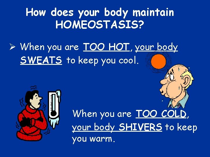 How does your body maintain HOMEOSTASIS? Ø When you are TOO HOT, your body