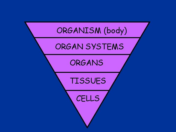 ORGANISM (body) ORGAN SYSTEMS ORGANS TISSUES CELLS 