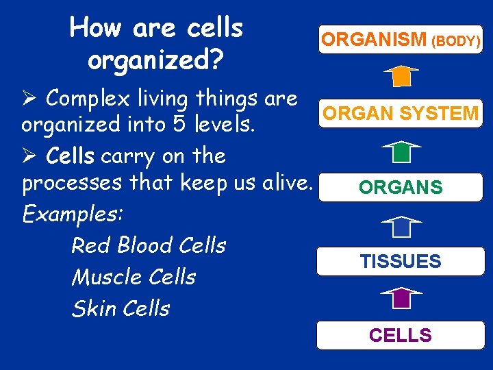 How are cells organized? ORGANISM (BODY) Ø Complex living things are ORGAN SYSTEM organized