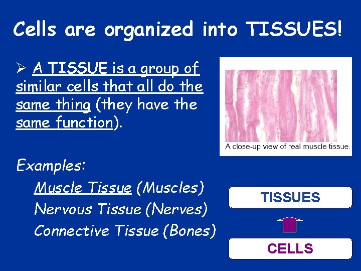 Cells are organized into TISSUES! Ø A TISSUE is a group of similar cells