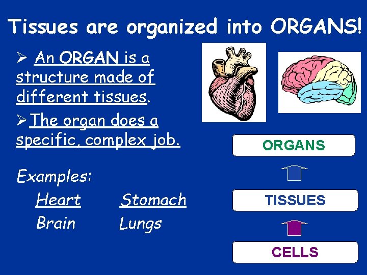 Tissues are organized into ORGANS! Ø An ORGAN is a structure made of different