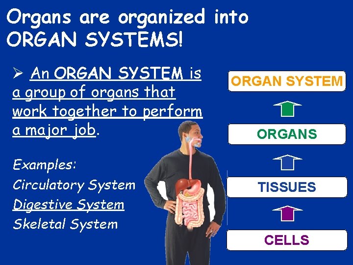 Organs are organized into ORGAN SYSTEMS! Ø An ORGAN SYSTEM is a group of