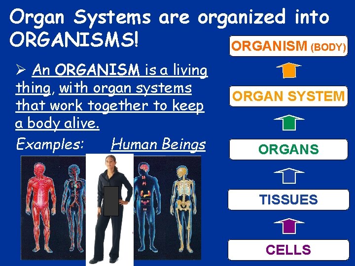 Organ Systems are organized into ORGANISMS! ORGANISM (BODY) Ø An ORGANISM is a living