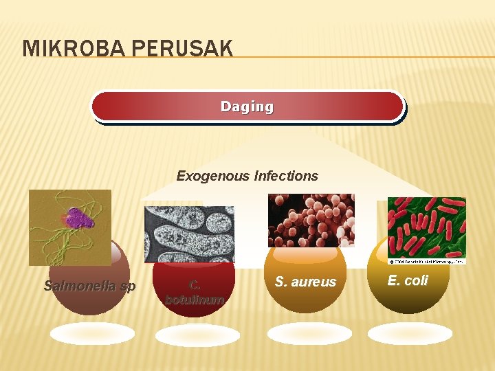 MIKROBA PERUSAK Daging Exogenous Infections Salmonella sp C. botulinum S. aureus E. coli 