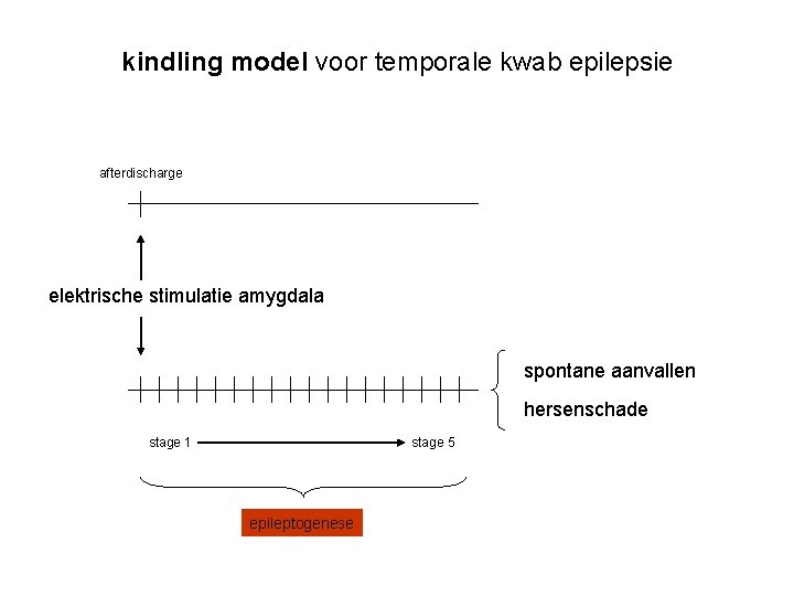 kindling model voor temporale kwab epilepsie afterdischarge elektrische stimulatie amygdala spontane aanvallen hersenschade stage